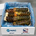 ذيول استاكوزا كندي