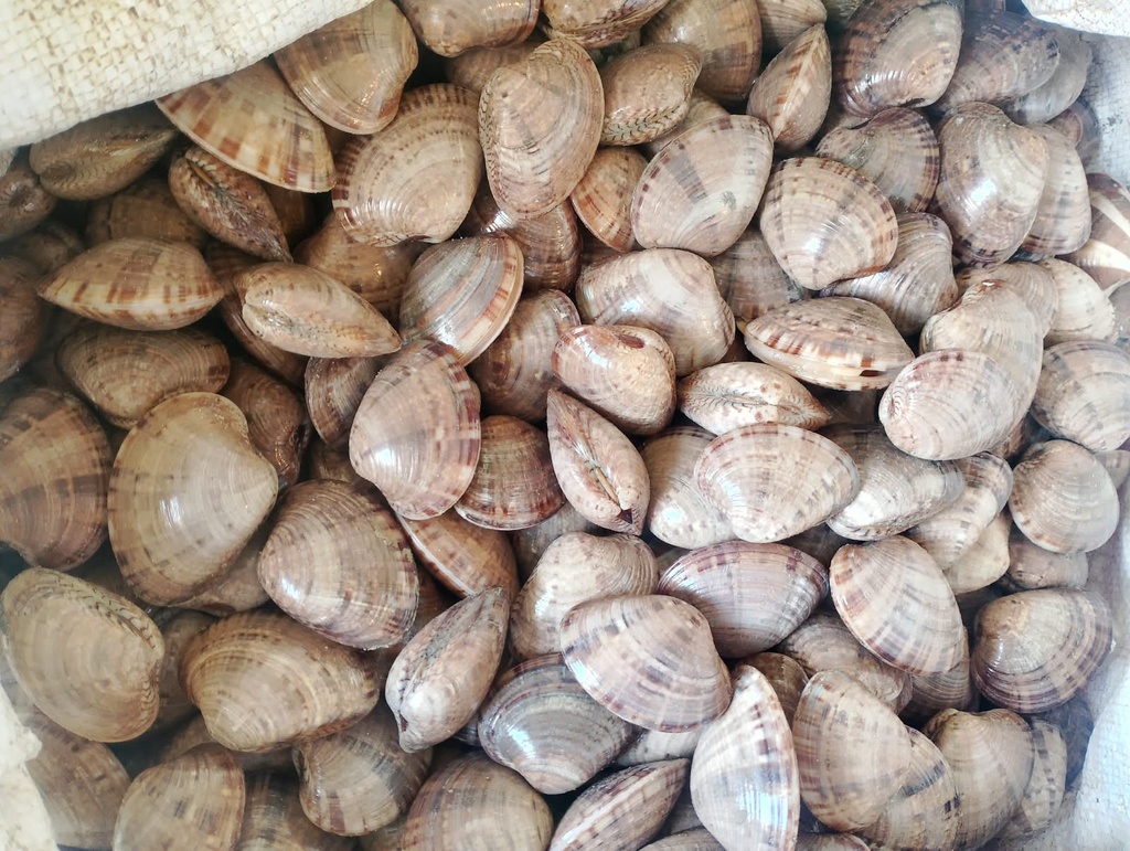 جندوفلي اصطياد البحر المتوسط فريش