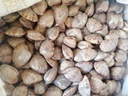 جندوفلي اصطياد البحر المتوسط فريش